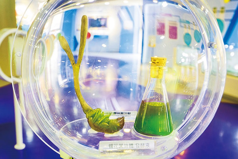 Cordyceps cicadae and a fermentation broth made from the fungus are displayed at the headquarters of Grape King Bio in northern Taiwan’s Taoyuan City. (Photo by Chin Hung-hao)