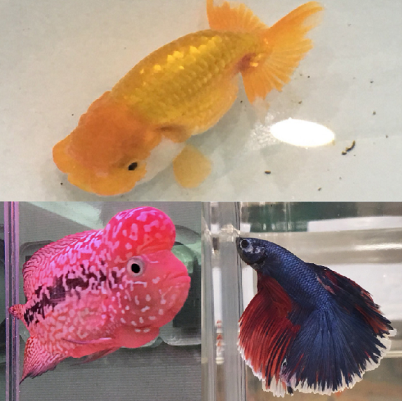 Pingtung merupakan daerah yang dinilai telah berhasil menggabungkan bisnis budidaya ikan hias dengan perkembangan penelitian bioteknologi. Dari sekitar 1000 pengusaha budidaya ikan hias di Taiwan 70% di antaranya terdapat di Pingtung.