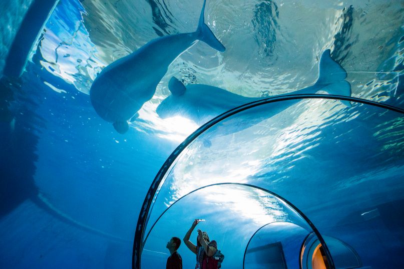 Beluga whales are among the top attractions at the National Museum of Marine Biology and Aquarium in southern Taiwan’s Pingtung County. (Staff photos/Chin Hung-hao)