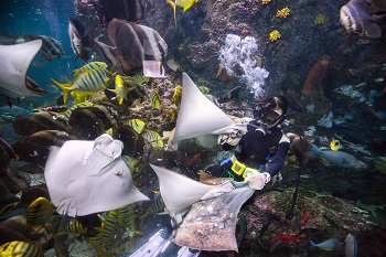 Daily feeding sessions are held in each of the NMMBA’s three main exhibition areas.