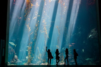 Visitors observe marine life in the Waters of the World pavilion at the NMMBA.