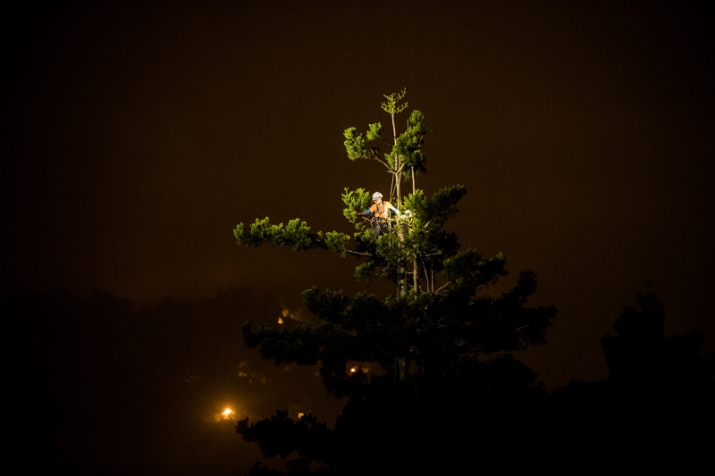 Pruning trees is physically and mentally demanding work.