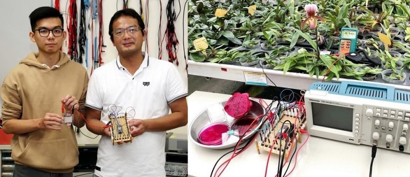 Giáo sư Giang Chính Đạt (bên phải) ở khoa Kỹ thuật Cơ điện, Đại học Quốc gia Gia Nghĩa đã hướng dẫn sinh viên Giản Lượng Ngữ (bên trái) sử dụng quả thanh long thay thế thuốc nhuộm tổng hợp nhân tạo để sản xuất pin mặt trời dùng chất màu nhạy sáng (DSSC). Nghiên cứu này đã được công bố trên tạp chí quốc tế (Ảnh do Đại học Gia Nghĩa cung cấp)