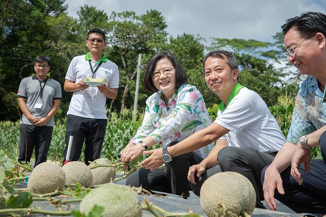 Trong khuôn khổ chuyến công du “Hành trình dân chủ hải dương” đến 3 nước bang giao khu vực Thái Bình Dương gồm Palau, Nauru và Quần đảo Marshall, ngày 22/3, Tổng thống Thái Anh Văn đã đến thị sát đội ngũ kỹ thuật Trung Hoa Dân Quốc thường trú tại Palau. Ảnh trên là cảnh Tổng thống Thái Anh Văn tự tay hái dưa lưới được trồng bởi kỹ thuật nông nghiệp Đài Loan  (Ảnh: Phủ Tổng thống)