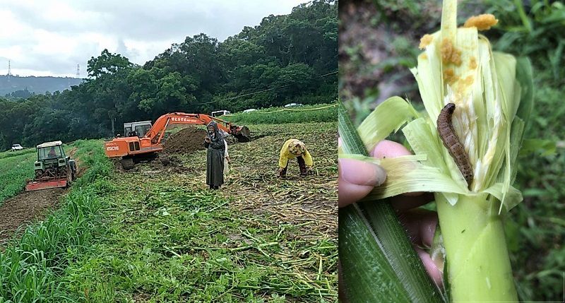 Ngày 10/6, Cục Phòng dịch và Kiểm dịch động thực vật xác nhận “sâu keo mùa thu” - loài sâu hại nông nghiệp đã hoành hành tại nhiều tỉnh thành ở Trung Quốc đại lục, đã bắt đầu vào đến Đài Loan, cần phải diệt sạch, nếu không sẽ trở thành nạn dịch sâu keo, gây phiền toái hơn cả bệnh cúm gia cầm. Từ 2 đến 3 tuần tới là thời gian mấu chốt để diệt trừ loài sâu này (Ảnh: Phòng Nông nghiệp huyện Miêu Lật)