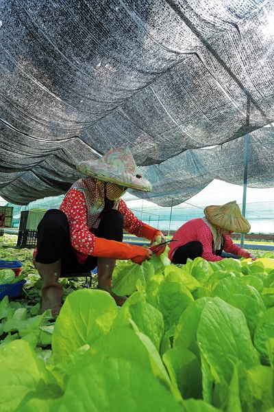 Hard at work inside the greenhouses.