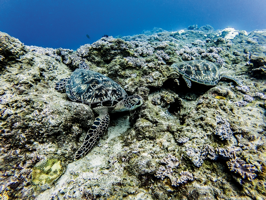 Setelah melakukan konservasi lingkungan selama 20 tahun, jumlah kura-kura laut di Xiaoliuqiu mulai berkembang. (Sumber foto: Lin Min-hsuan)