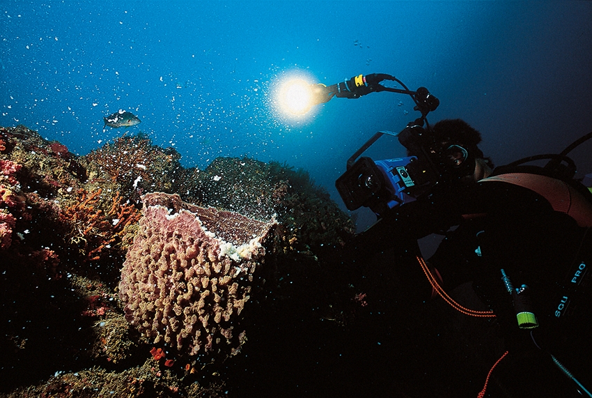 Pemijahan Sponge terjadi di lingkungan ekologi yang baik. (Sumber foto: Wang Wen-song)