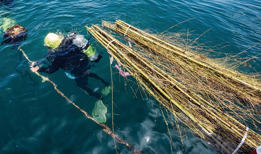 王銘祥下海，預備將桂竹叢拉到24公尺深的海底。（林旻萱攝）