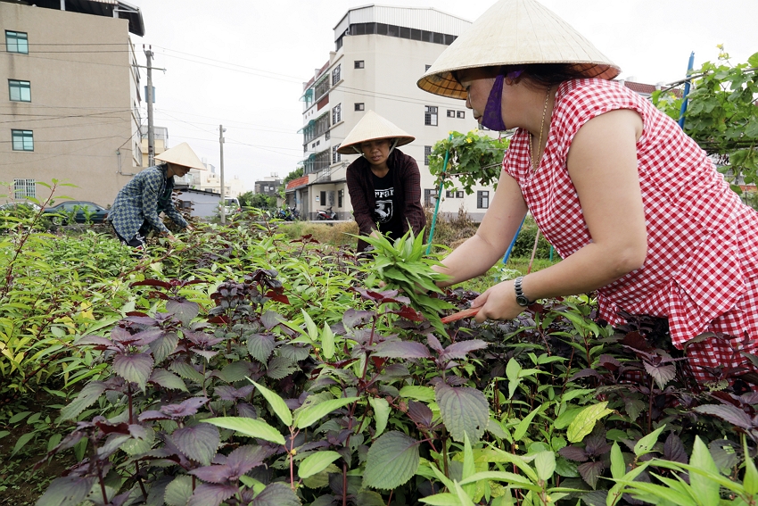 Tran Thi Hoa and migrant workers awaiting repatriation tend their vegetable garden. (photo by Jimmy Lin)