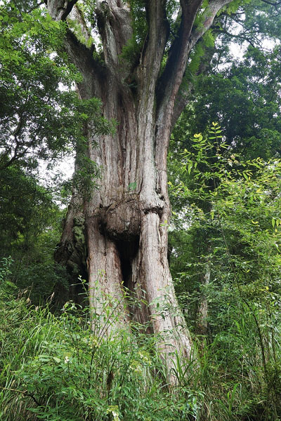 Taiwan cypresses grow extremely slowly. It took 2800 years for a seed to become this 43-meter-tall tree. (photo by Jimmy Lin)