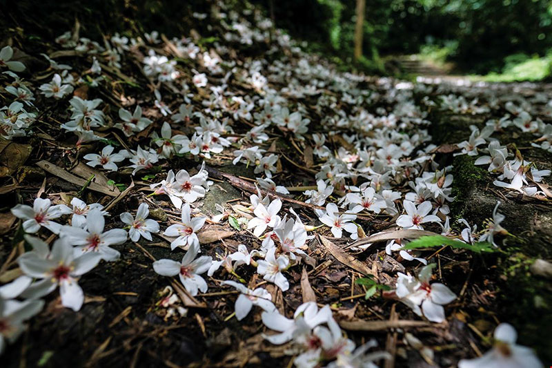 When Maling’s tung tree blossoms drop in May, they add to the romantic atmosphere.
