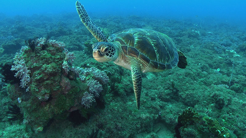 “May Sea Turtles Be With You... Always” by Taiwan documentary filmmaker Ke Chin-yuan is set to premiere at the ocean culture film festival running Sept. 1 to Nov. 21. (Courtesy of MOC)