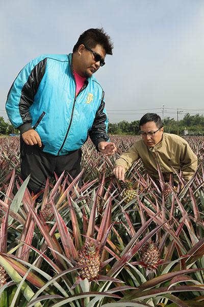 Nick Chen (right) contracts with a young farmer nicknamed “Big Bear” to produce pineapple for drying.