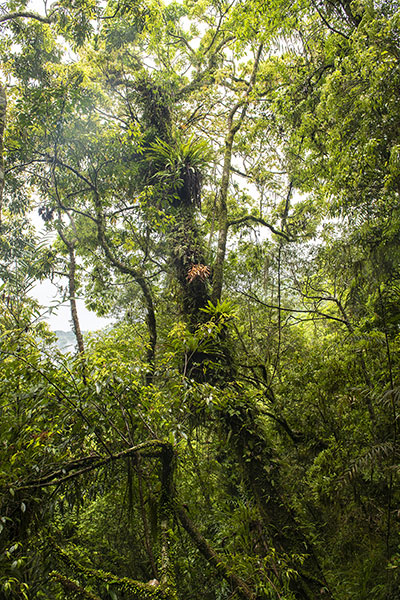 Each tree is an ecosystem unto itself.