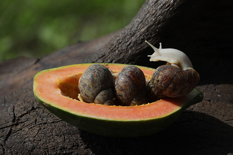 Siput giok putih yang menyantap makanan utama berupa pepaya dan labu ini, memiliki tekstur lunak dan lembut, serta diperkaya dengan sentuhan aroma herbal.