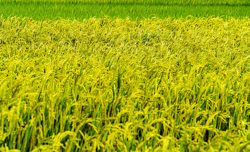 濁水溪豐沛的溪水與黑泥，滋養出聞名全台的濁水溪米與豐饒物產。