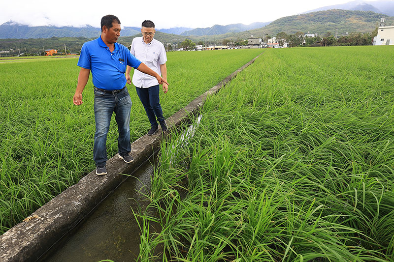 In the fields, Matteo Wu (right) of rice importer Hsei Yi and Chien Hung-sheng (left), owner of Xin’an Grain and Food, check the condition of the growing rice.