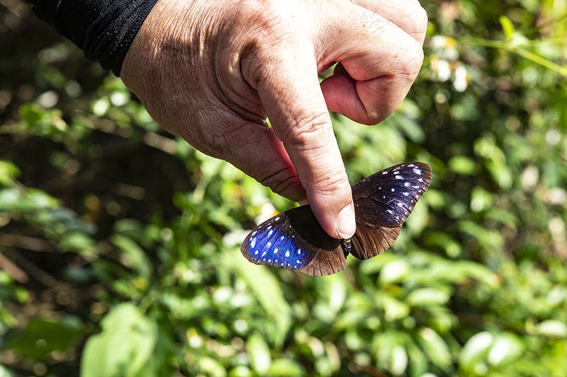 The iridescent colors of crow butterflies’ wings change with the intensity and angle of light and the position of the viewer. The ever-shifting colors are magical.