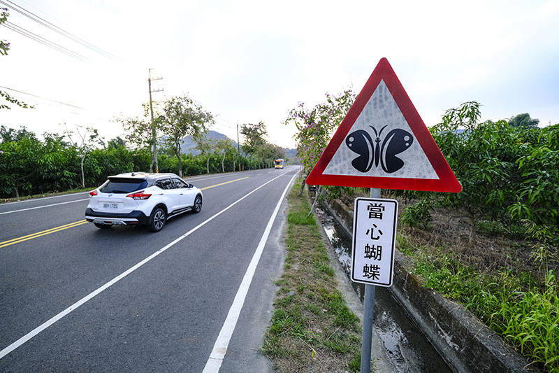 Roads around Maolin have signs asking drivers to look out for crow butterflies. Protective measures are also being implemented on freeways. These reflect the Taiwanese people’s commitment to the butterflies’ survival.