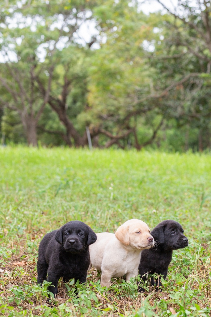 可愛い麻薬探知犬のタマゴたち Taiwan Today