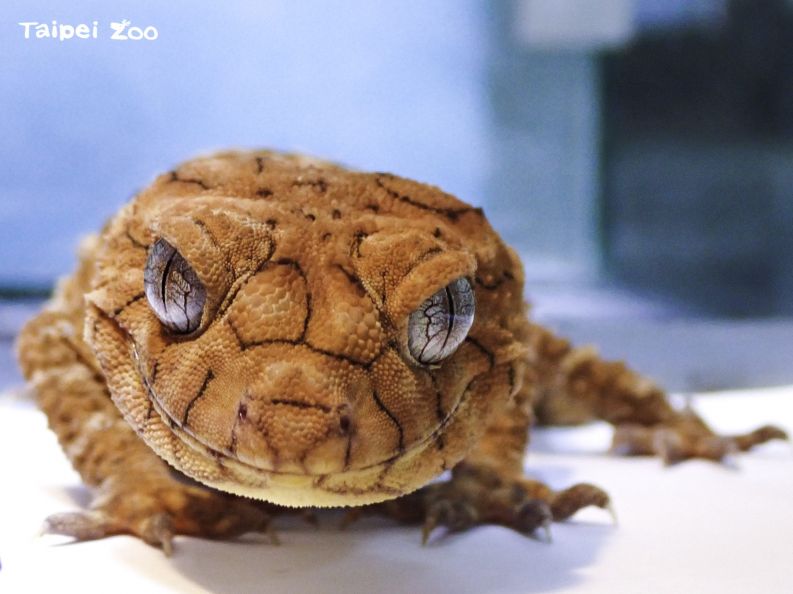 台北市立動物園、初めてオニタマオヤモリを導入 : Taiwan Today