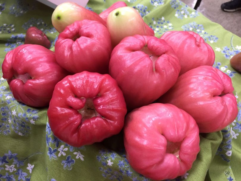 新種の蓮霧「春の桃」がギフトボックスに : Taiwan Today