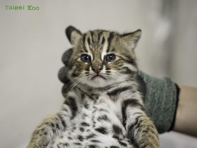 保護したヤマネコが双子出産、台北市立動物園 : Taiwan Today