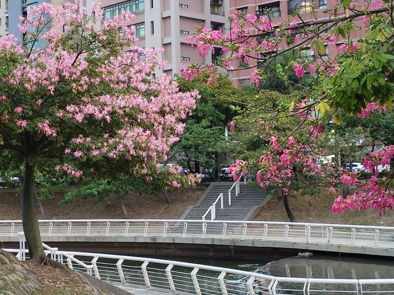 ピンクの花を咲かせるトックリキワタ : Taiwan Today