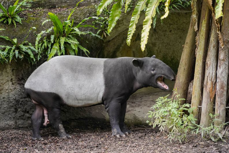 マレーバク「獏豆」、名古屋の東山動植物園へ : Taiwan Today